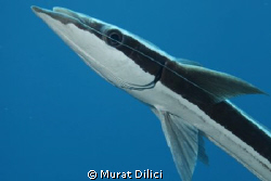 Remoras
Suckerfish by Murat Dilici 